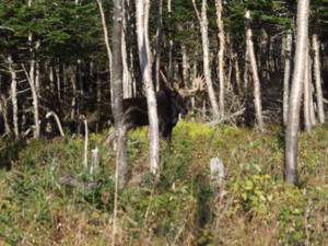 Moose coming to the call